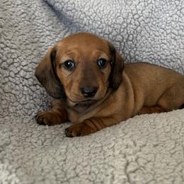 Clover - Red female Dachshund puppy in Moreno Valley, California from DeLorenzo Dachshunds