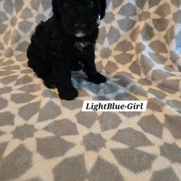 Light Blue - Black and white female Bernedoodle puppy in Columbia, Illinois from Hillcastle Breeders