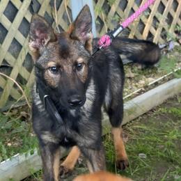 Sevyn vom fullhaus - Sable female German Shepherd puppy in Johnson City, Tennessee from Vom Fullhaus German Shepherds