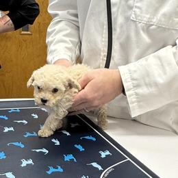 Spring - Cream female Maltipoo puppy in Wendell, North Carolina from Teddys Teddy Bears