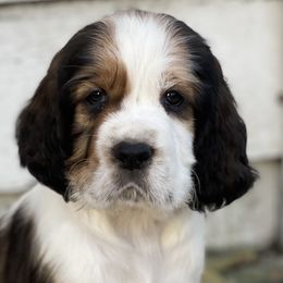 Boy 7 - English Springer Spaniel puppy in Sumter, South Carolina from Small Batch Spaniels