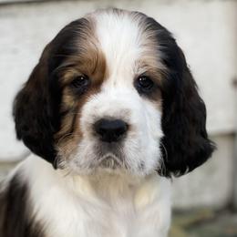 Boy 7 - English Springer Spaniel puppy in Sumter, South Carolina from Small Batch Spaniels