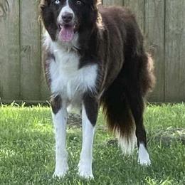 American Corgi and Border Collie Puppies from Duncan's Border Collies and Corgis