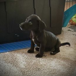 Doc Holiday - White and black male Russell Terrier puppy in Great Falls, Montana from VS Golden Fields