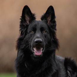 Elias - German Shepherd