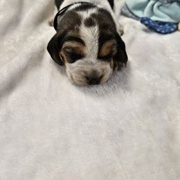 Black boy - Black white and tan male Beagle puppy in Lore City, Ohio from Loves Kennel