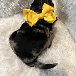 Miss Yellow - Blue merle female Aussiedoodle puppy in Taylor, Missouri from Pawsitively Doodles