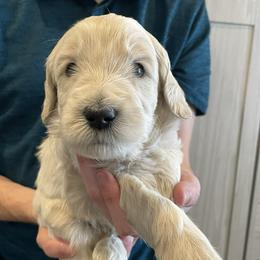Smaug (blue) - Cream male Goldendoodle puppy in Medina, Ohio from Farmer Doodles