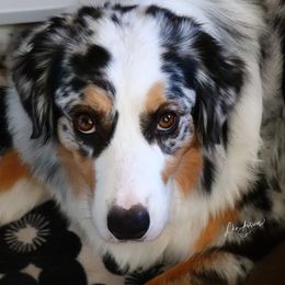 Trixie - Australian Shepherd