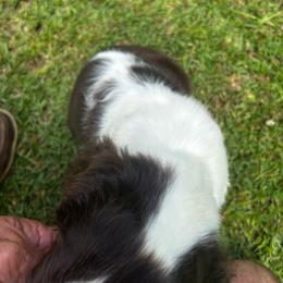 Boy 2 - Liver white and roan male English Springer Spaniel puppy in Tabor City, North Carolina from Big Bay Kennels LLC