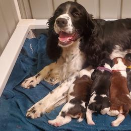 English Springer Spaniel Puppies from Maple Hill Farm English Springer Spaniels