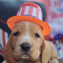 Female 3 - Mahogany and white female Basset Hound puppy in Robbins, Tennessee from Orange Mountain Basset Hounds