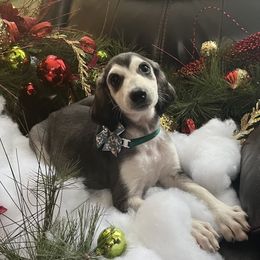 Boy 3 - male Afghan Hound puppy in Carlisle, Pennsylvania from Winterberry Afghan Hounds