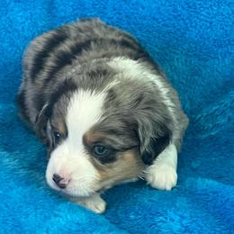 Easter - Blue merle male Toy Australian Shepherd puppy in Norco, California from River Springs Aussies