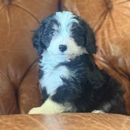 Wednesday🩷 - Black tri-color female Aussiedoodle puppy in Granbury, Texas from Triple Cross Doodles