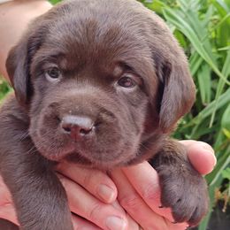 Labrador Retriever Puppies from Creek's Edge Labradors