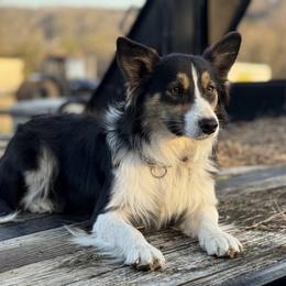 Cash - Border Collie