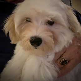 Biewer Terrier and Havanese Puppies from Lordocs