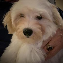 Biewer Terrier and Havanese Puppies from Lordocs