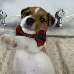 Jack Russell Terrier Puppies from Celtic River