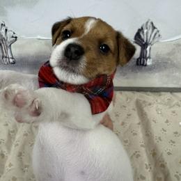 Jack Russell Terrier Puppies from Celtic River