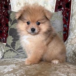 Sandy - Chocolate merle female Pomeranian puppy in San Jacinto, California from Savvypomeranians