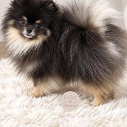 Shadow - Pomeranian