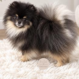Shadow - Pomeranian