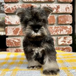 Giant Schnauzer and Miniature Schnauzer Puppies from My Angel Schnauzers
