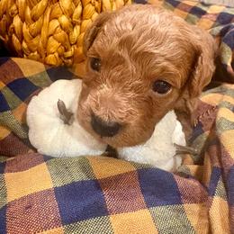 Legacy - Red  male Poodle puppy in Utica, Ohio from Poodle Me Crazy