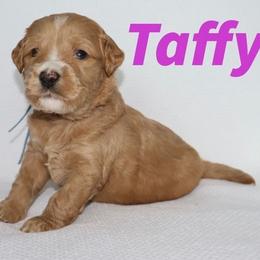 Girl 5 - female Australian Labradoodle puppy in Austin, Texas from AussieTex Labradoodles