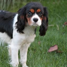 Cavalier King Charles Spaniels, Cavapoos, and Poodles from Puppy Adventures LLC