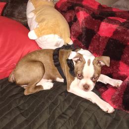 Boston Terrier and French Bulldog Puppies from Reds Studio