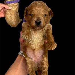 Peep (purple) - Red  female Goldendoodle puppy in Hot Springs, Arkansas from Hot Springs Kennels