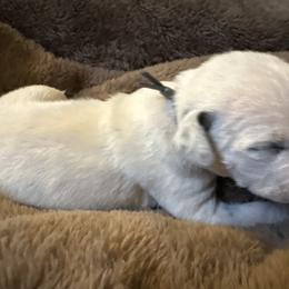 Big Rob - White and black male Dalmatian puppy in Fort Cavasos, Texas from Mainstreet Dalmation