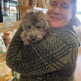 Poodle Puppies from Gerdanus Poodles