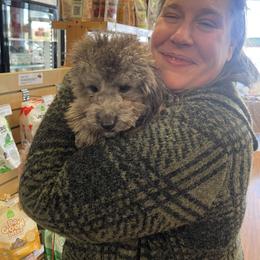 Poodle Puppies from Gerdanus Poodles