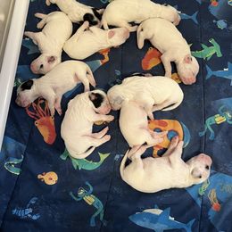 English Setter and Labrador Retriever Puppies from McFella’s Gun Dogs