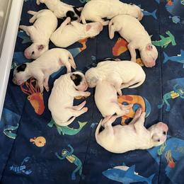 English Setter and Labrador Retriever Puppies from McFella’s Gun Dogs