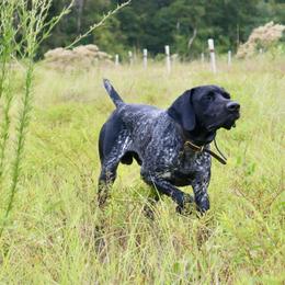 Smokey - German Shorthaired Pointer