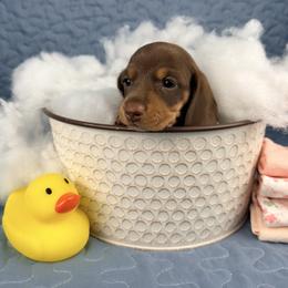 Queso 2800 - Chocolate and tan female Dachshund puppy in Hendersonville, North Carolina from Snarky Doxy Miniature Dachshunds