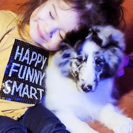Collies and Shetland Sheepdogs from Zandria Collies and Shetland Sheepdogs