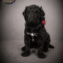 Cartwright's Thomas the Redeemed Believer - Black male Poodle puppy in Albany, Kentucky from Impressive Cartwright Standards