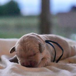 Cedar (Blue) - Golden male Golden Retriever puppy in Lodi, California from R3 Sport Dogs (Rafter 3 Ranch)