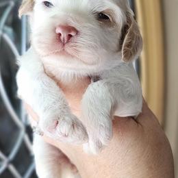 Lime Green Female - Red and white female Cockapoo puppy in Mocksville, North Carolina from Hunting Creek Farms