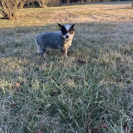 Boy 4 - Blue speckled male Australian Cattle Dog puppy in Mooresboro, North Carolina from Grog Creek Kennel