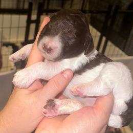 Leia - Parti female Poodle puppy in Prosperity, Pennsylvania from Stelladoodles & Company