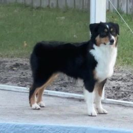 Faith - Miniature American Shepherd