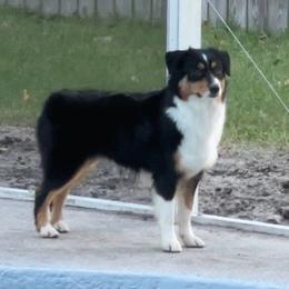 Faith - Miniature American Shepherd