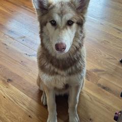 Native American Indian Dog Puppies from Seven Sisters Canids